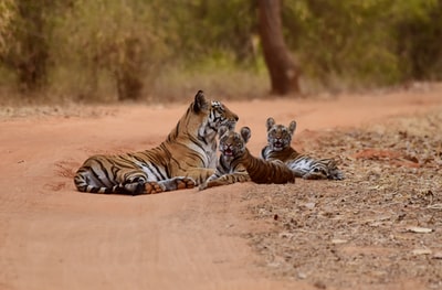 三只老虎躺在棕色的沙滩上